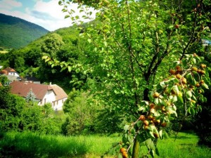 The Kausl apricot orchard
