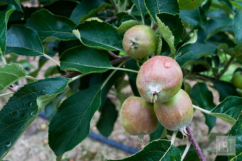 Apples in the orchard at Punt Road - a wine and cider producer in the Yarra Valley, Australia