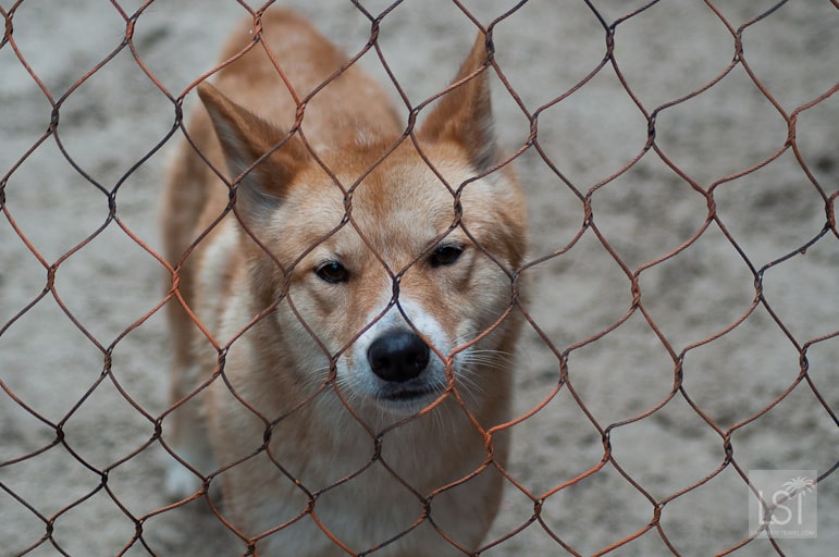 Dingo at Healesville Sanctuary, Yarra Valley
