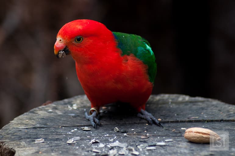Red parrot tucks into nuts and seeds at Healesville Sanctuary, Yarra Valley