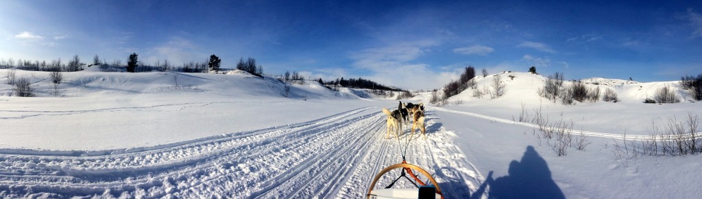 Husky ride across a frozen fjord