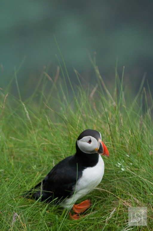 Taking puffin pictures on Staffa Island in Scotland