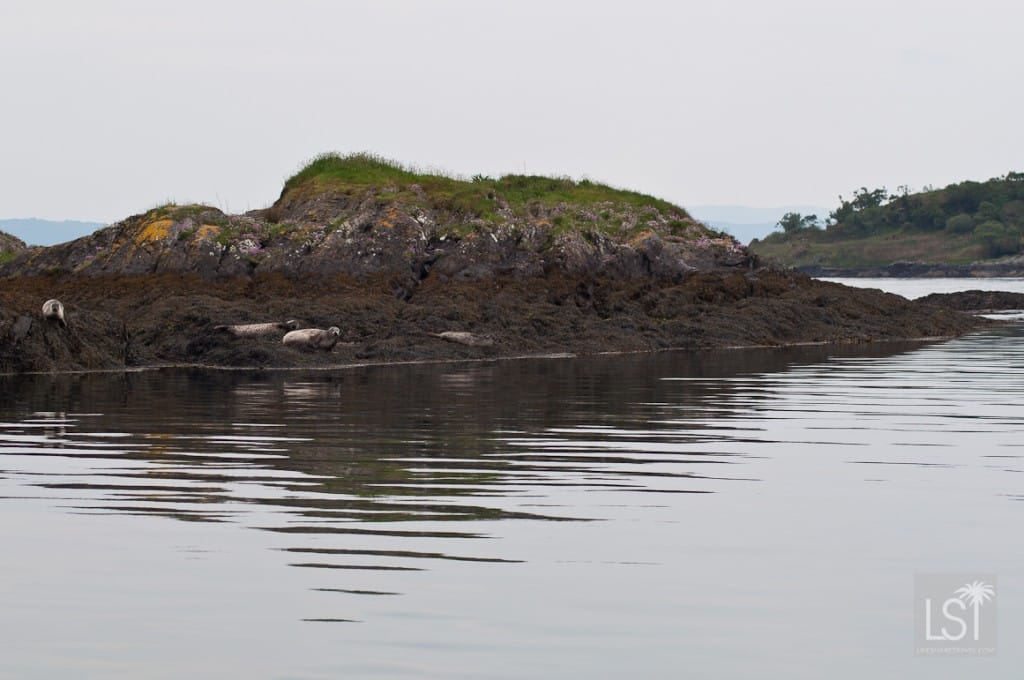 Seals, the Firth of Lorn, Scotland