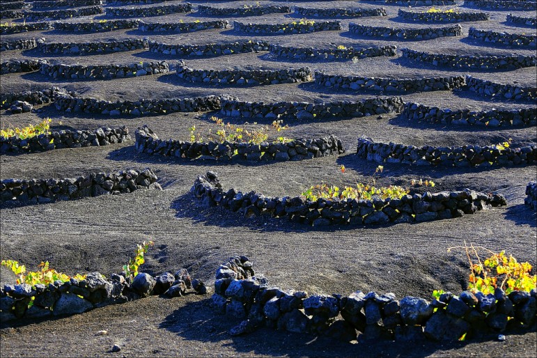 Things to do in Lanzarote - don't miss La Geria, its wine region. Pic: Rupert Ganzer
