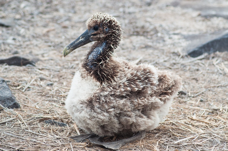 Galápagos Islands wildlife - a baby albatross awaits its parent's return