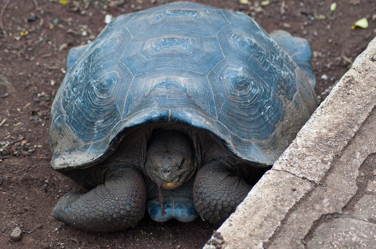 A young giant tortoise