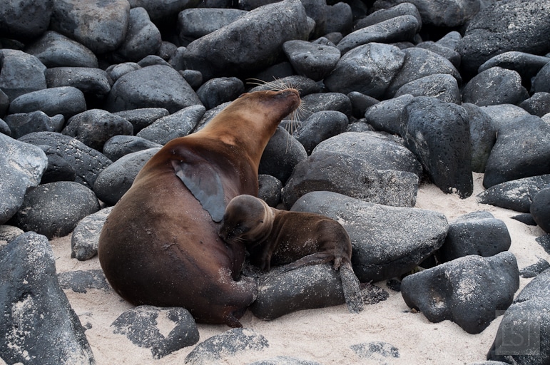 Galápagos Islands wildlife - sea lion feeding her young on Espanola Island