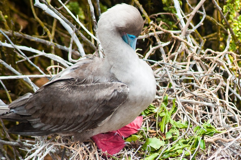 Galápagos Islands wildlife - red-footed booby grooming herself