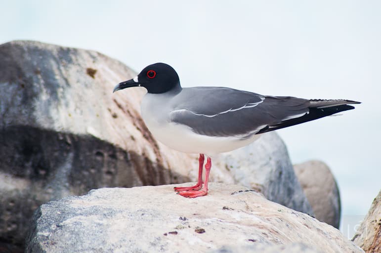 Galápagos Islands wildlife - a swallow-tailed gull