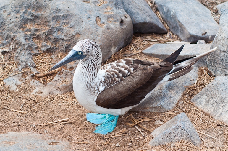 The wonderful blue footed booby