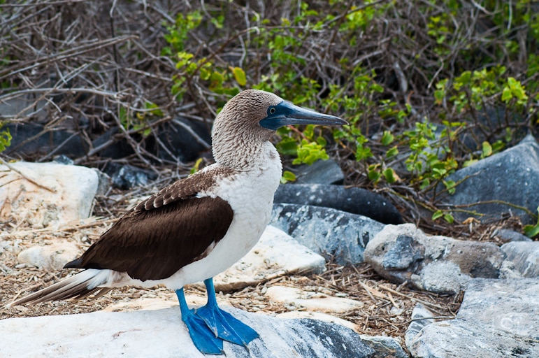 Galápagos Islands wildlife - vibrant colours of the blue-footed booby