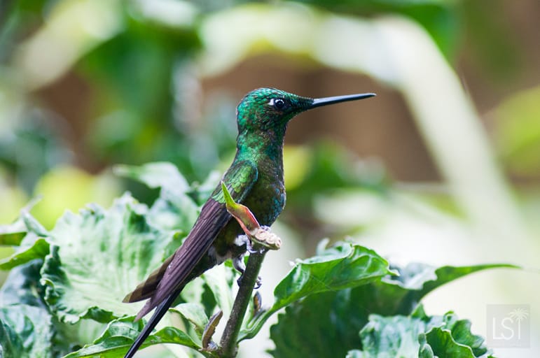 Wonderful colours of a hummingbird near Mashpi Lodge