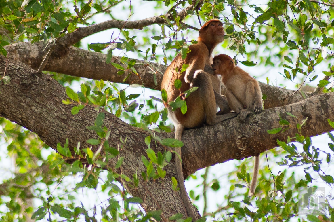 A hungry baby proboscis monkey in the jungle of Kinabatangan, Borneo