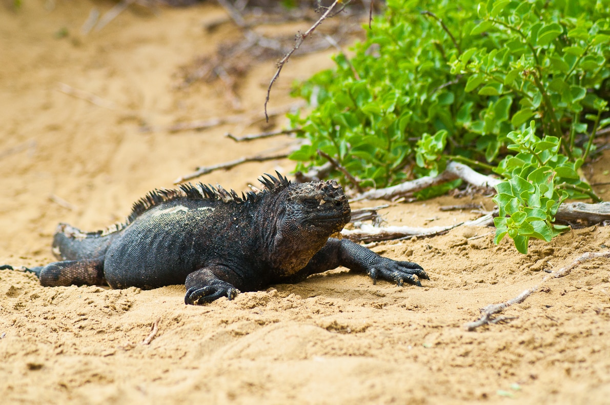 Iguana in The Galapagos Islands
