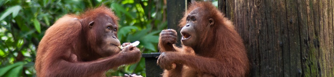 Orangutan Island - sharing lunch at Sepilok Orangutan Rehabilitation Centre