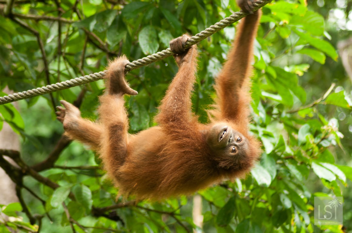 Orangutan Island - we saw this fella at Sepilok Orangutan Rehabilitation Centre