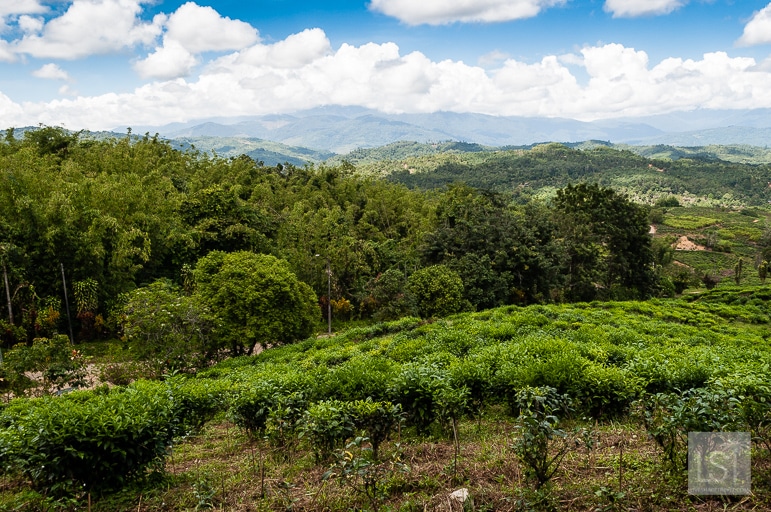 Tea plantations at Sabah Tea, in the foothills of Mount Kinabalu