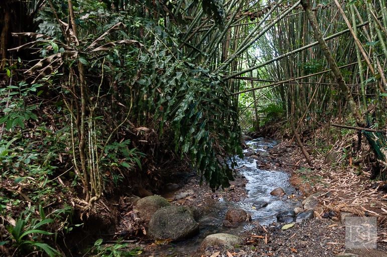 Water meandering through the forest in the foothills of Mount Kinabalu