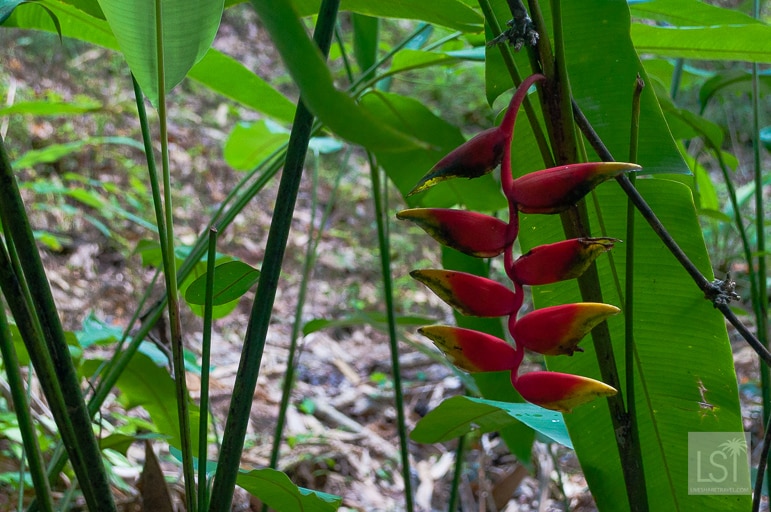 Wild flowers at Kinabalu National Park