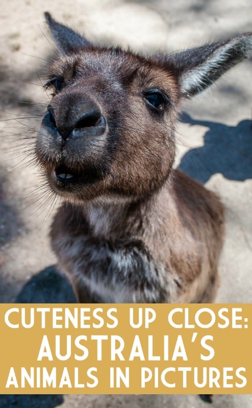 Cute as a button - a Kangaroo Island kangaroo - just one of many great native Australian animals