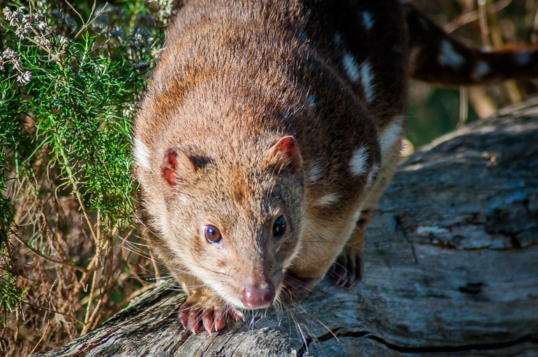 Native Australian animals - the eastern quoll, once thought to be extinct