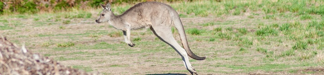Native Australian animals - there's nothing like seeing kangaroo