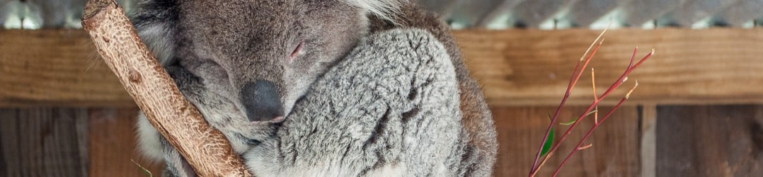 Koala on our Australian road trip