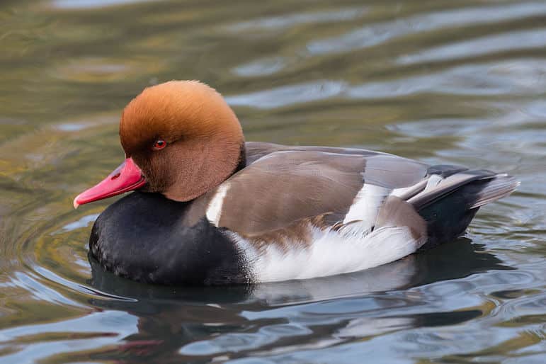 Red crested pochard | pic: Diliff, Wikimedia