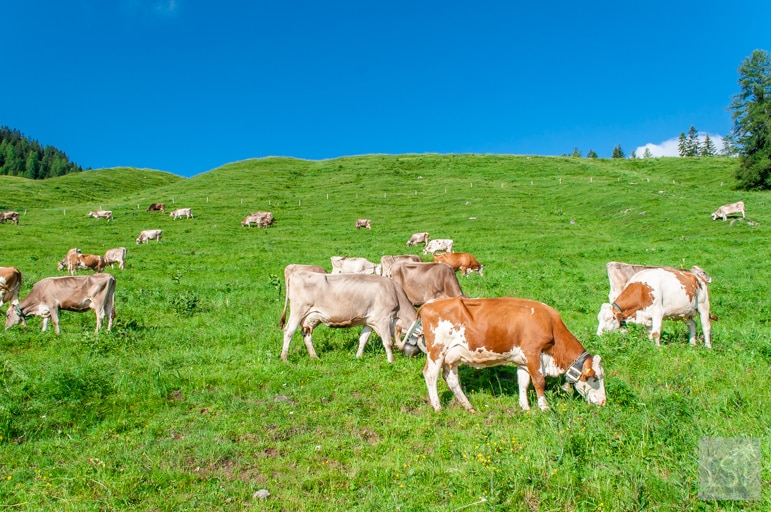 Mountain cows on Mt Loischkopf