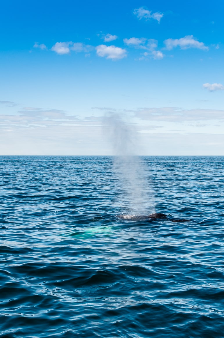A whale blowing near the New England coast