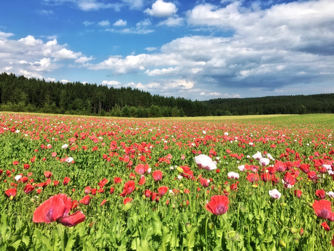 Breathing in nature, soaking up history - the lure of Lower Austria