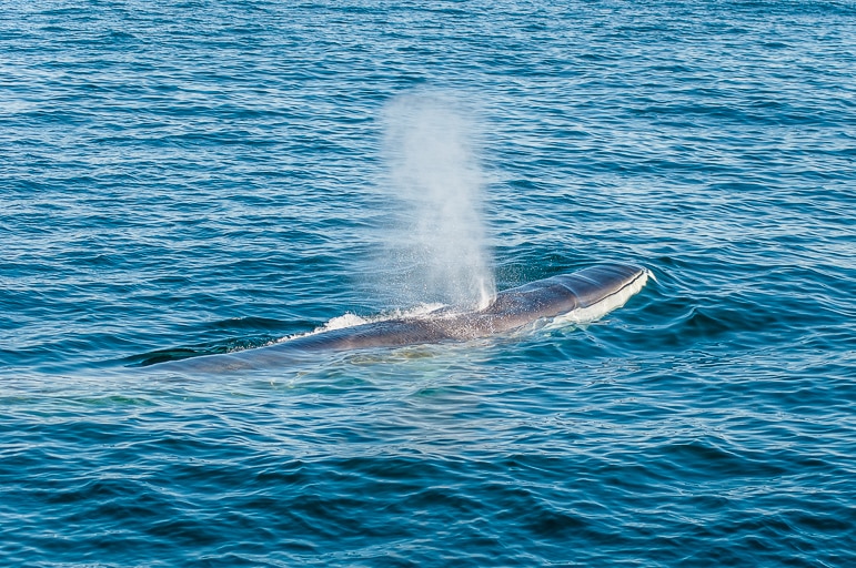 A finback whale off the New England coast