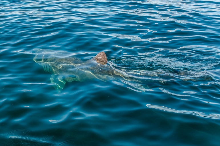 Basking shark swims by below us
