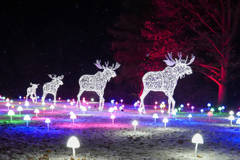 Reindeer in lights