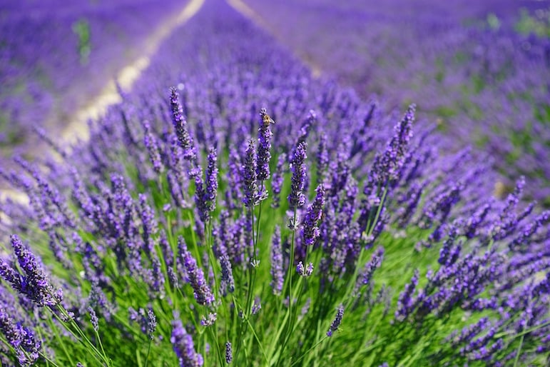 Lavender fields Provence, France