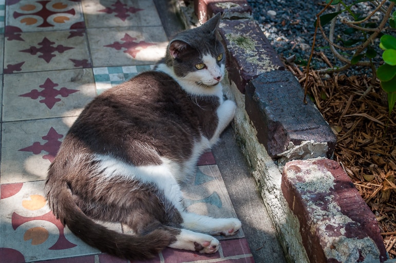 Unusual things to do in the Florida Keys - visit one of the six-toed cats at Hemingway House