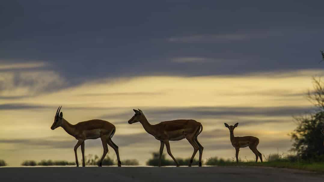 Africa's big five - spotting animals at Kruger National park