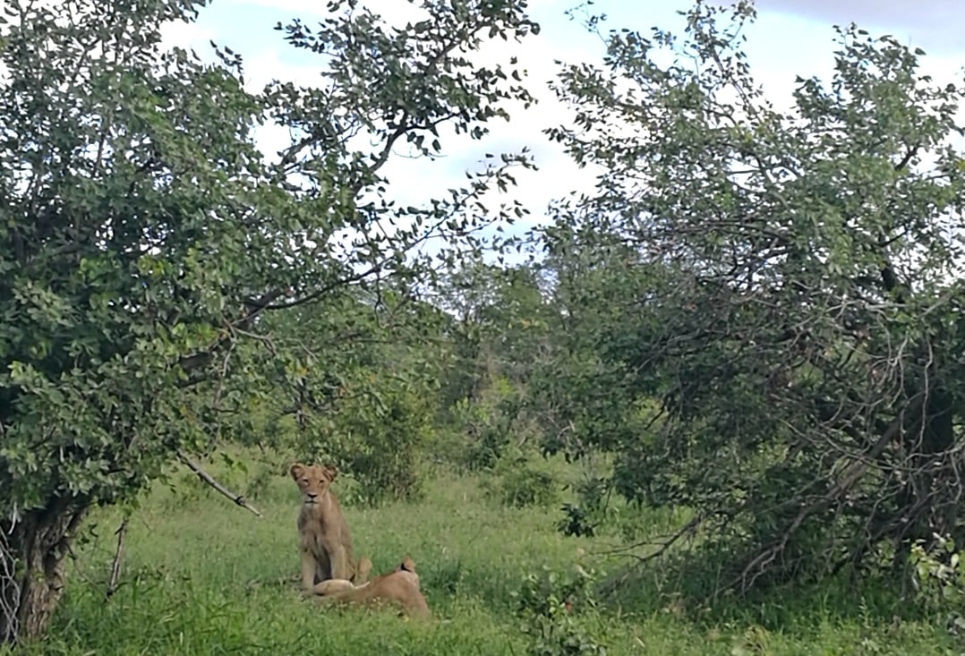 Lions in Kruger National Park, South Africa, one of Africa's big five
