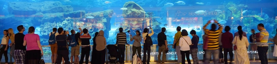 33,000 underwater creatures inhabit the Dubai Aquarium and Underwater Zoo copy