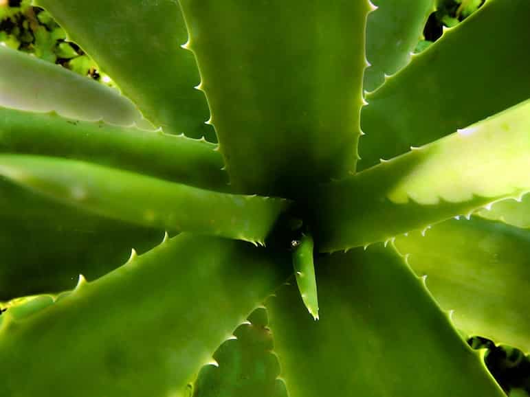 Book a tour in Aruba to learn about its key exports including aloe vera