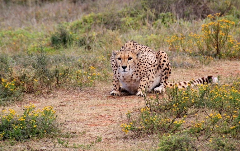 How to travel to South Africa: book a safari to make the most of your South African adventures