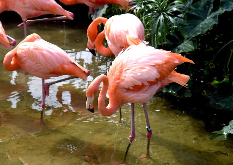 Flamingos are just one of the Floridian resident species | Pic: Lorraine Loveland