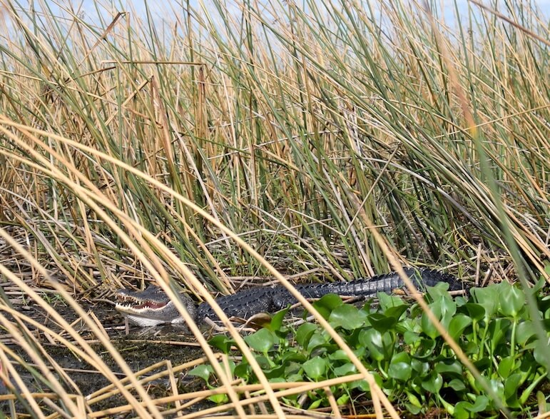 Spot the gator on the Boggy Creek Airboat Ride adventure | Pic/ Lorraine Loveland