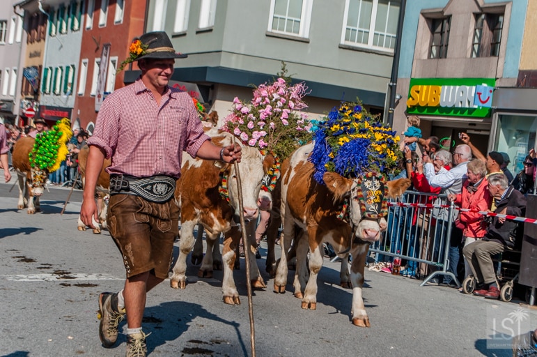 The herdsman leads the colourful cattle through Kufstein in the Tirolean Alps