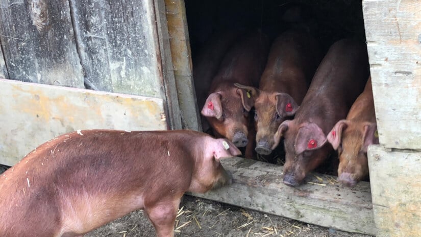 Duroc pigs on the moors in Vorarlberg