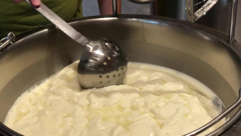 Separating the curds from the whey in our cheesemaking class