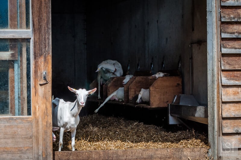 Chèvres à la fromagerie Metzler dans le Bregenzerwald