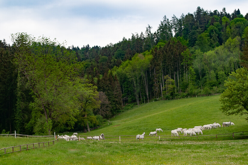 Lipizzaner horses amid the peace of the Styrian countryside