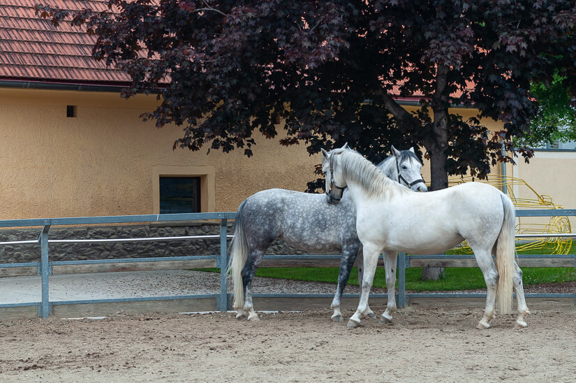 Lipizzaner horses at the stud farm in Piber, Styria