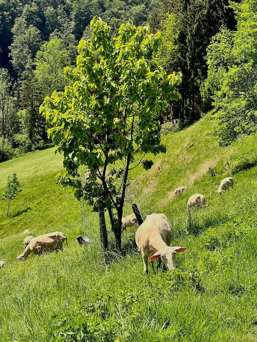 Sheep grazing at the Hofmolkerei Tax dairy farm